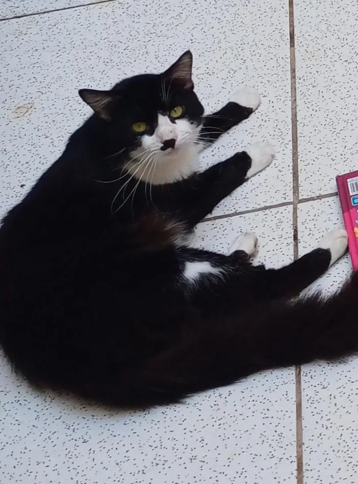Gato raça SRD-ViraLata idade 1 ano nome Timão