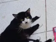 Timão