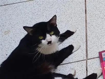Gato raça SRD-ViraLata idade 1 ano nome Timão