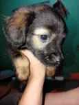 Neguinho