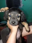 Neguinho