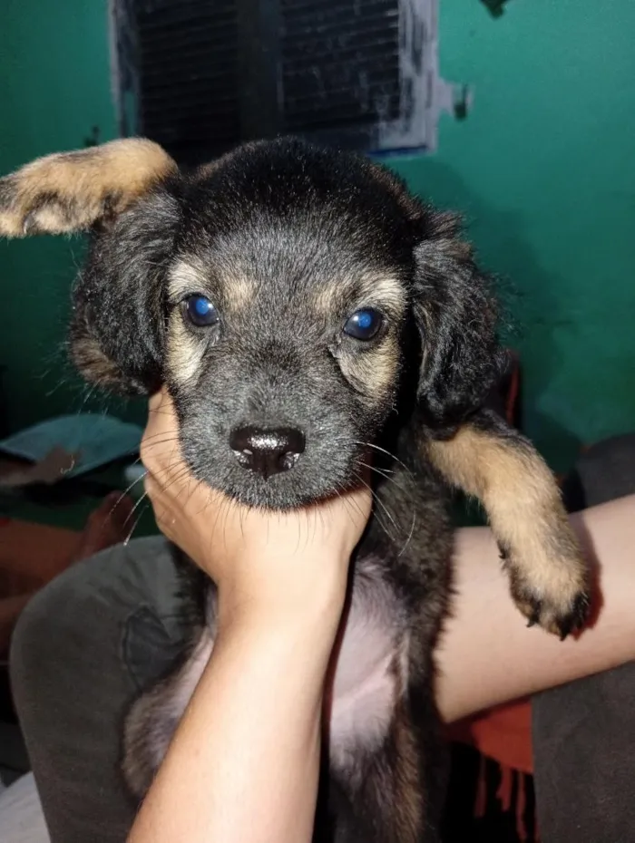 Cachorro raça SRD-ViraLata idade 2 a 6 meses nome Neguinho
