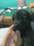 Neguinho