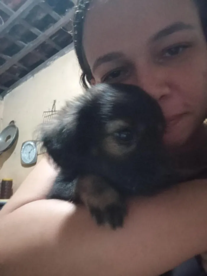 Cachorro raça SRD-ViraLata idade 2 a 6 meses nome Neguinho