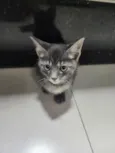 Tadeu