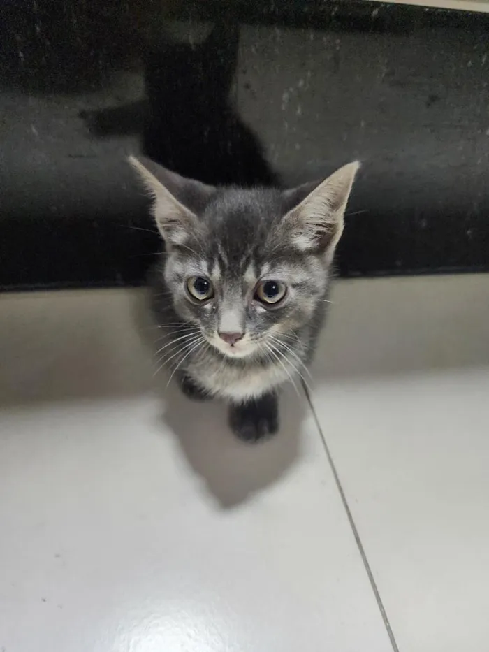 Gato raça SRD-ViraLata idade Abaixo de 2 meses nome Tadeu