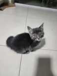 Tadeu