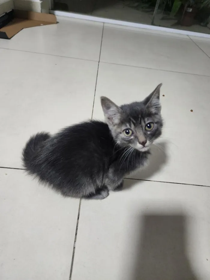 Gato raça SRD-ViraLata idade Abaixo de 2 meses nome Tadeu