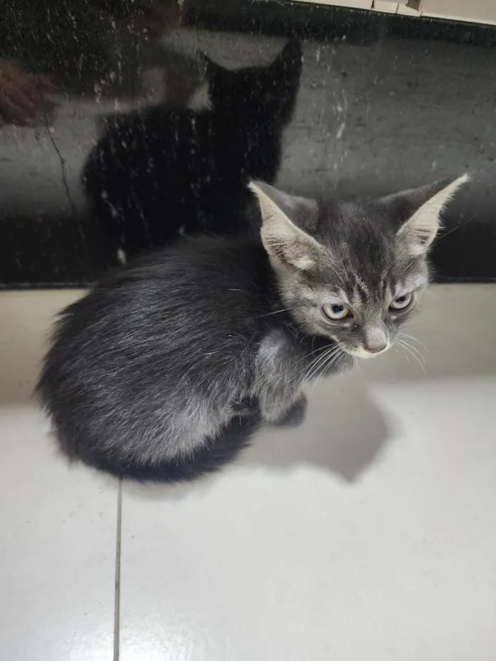 Gato raça SRD-ViraLata idade Abaixo de 2 meses nome Tadeu