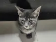 Tadeu