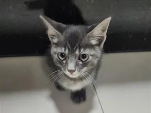 Gato raça SRD-ViraLata idade Abaixo de 2 meses nome Tadeu