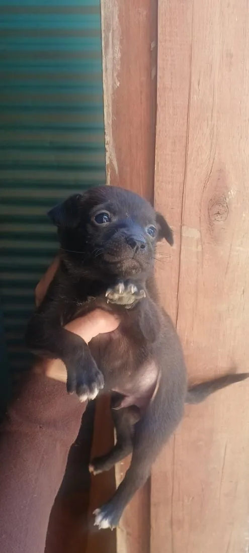 Cachorro raça SRD-ViraLata idade 2 a 6 meses nome Pitico