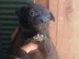 Pitico