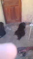 Pipoca e Amora 