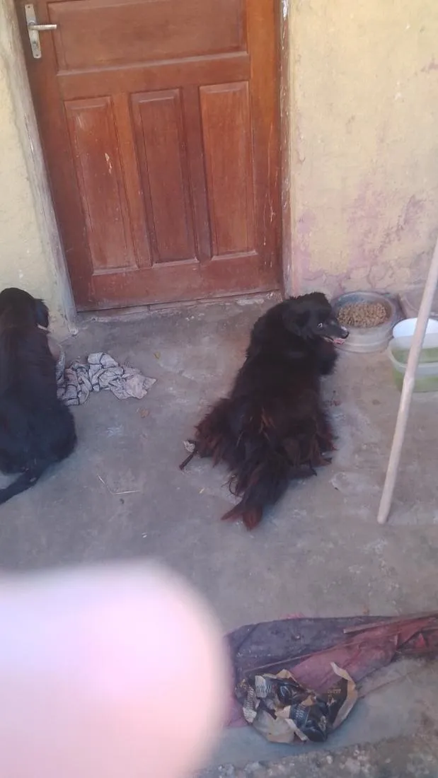 Cachorro raça SRD-ViraLata idade 2 anos nome Pipoca e Amora 