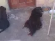 Pipoca e Amora