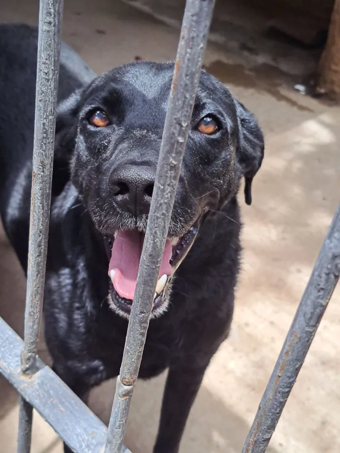 Cachorro raça SRD-ViraLata idade 4 anos nome Fogão 