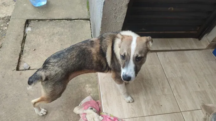 Cachorro raça SRD-ViraLata idade 1 ano nome princesa 