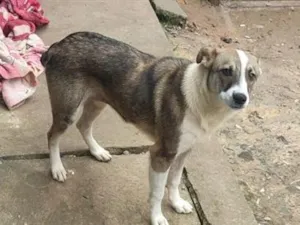 Cachorro raça SRD-ViraLata idade 1 ano nome princesa 