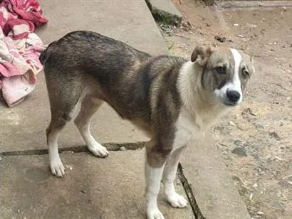 Cachorro raça SRD-ViraLata idade 1 ano nome princesa 