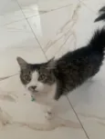 Nina