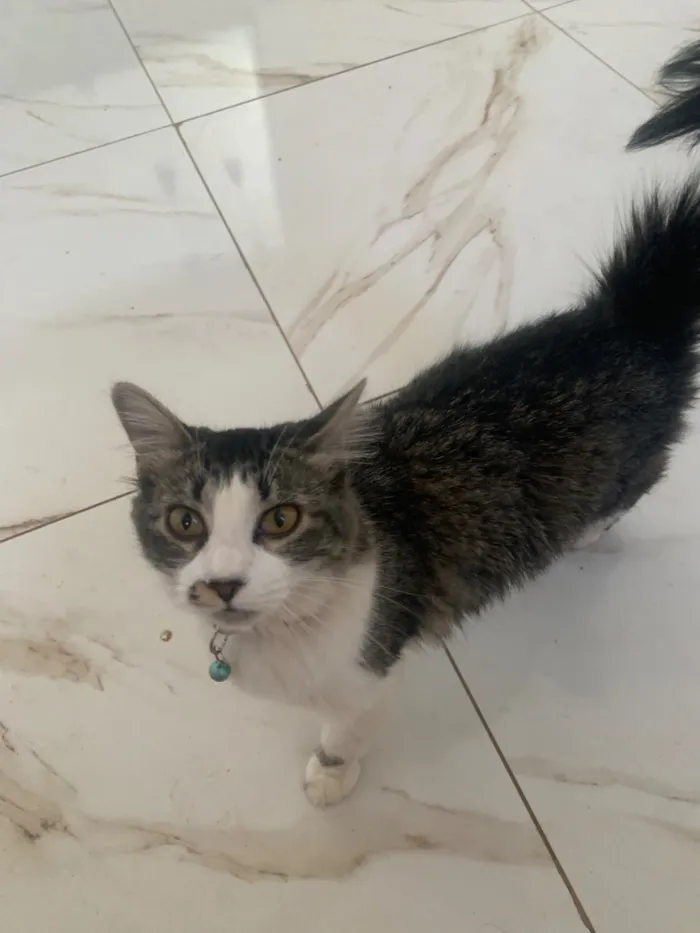 Gato raça SRD-ViraLata idade 7 a 11 meses nome Nina