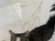 Nina
