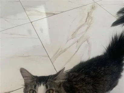 Gato raça SRD-ViraLata idade 7 a 11 meses nome Nina