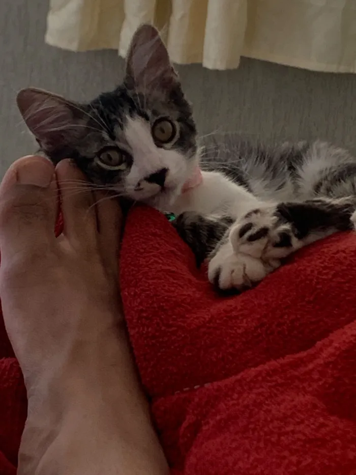 Gato raça SRD-ViraLata idade 7 a 11 meses nome Nina