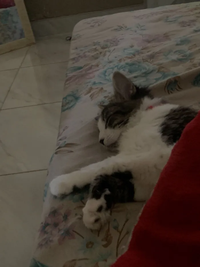 Gato raça SRD-ViraLata idade 7 a 11 meses nome Nina