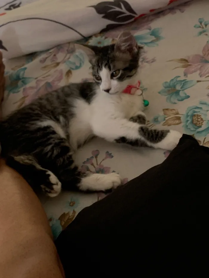 Gato raça SRD-ViraLata idade 7 a 11 meses nome Nina