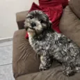 zoe