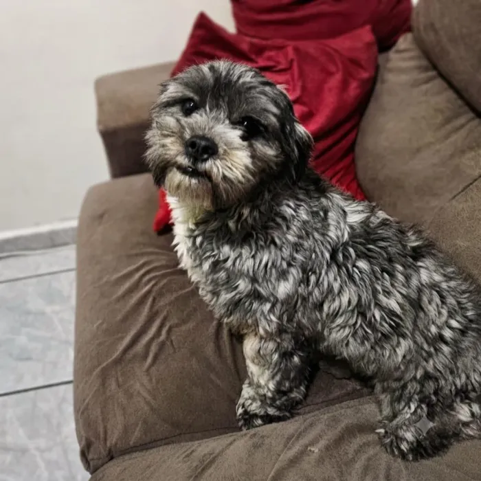 Cachorro raça Poodle idade 7 a 11 meses nome zoe