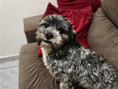 Cachorro raça Poodle idade 7 a 11 meses nome zoe