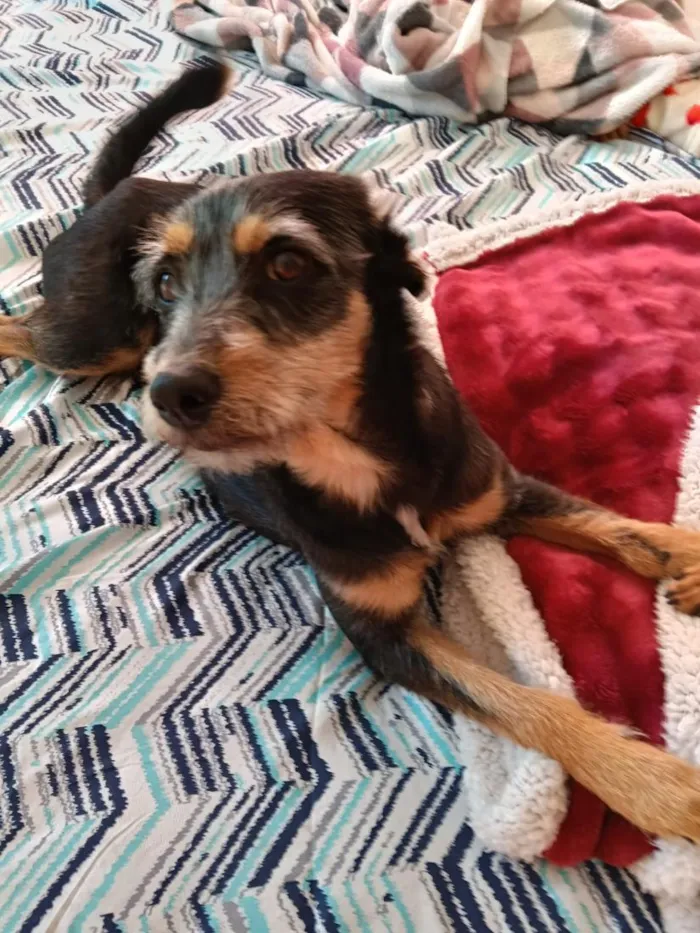 Cachorro raça SRD-ViraLata idade 2 anos nome luna