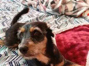 Cachorro raça SRD-ViraLata idade 2 anos nome luna
