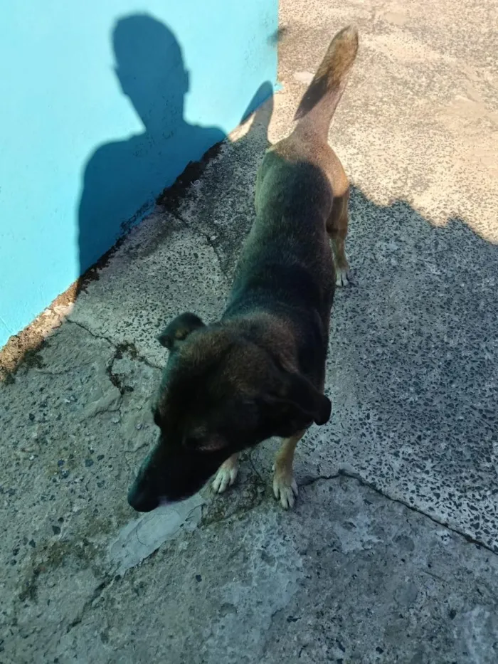 Cachorro raça SRD-ViraLata idade 4 anos nome snopy
