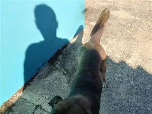 Cachorro raça SRD-ViraLata idade 4 anos nome snopy