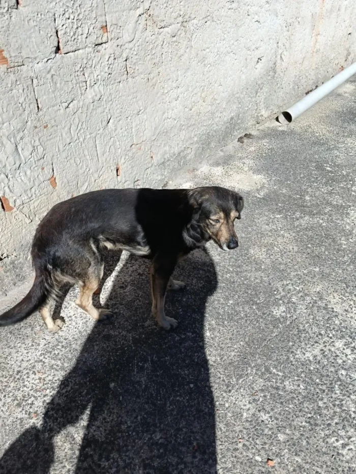Cachorro raça SRD-ViraLata idade 2 a 6 meses nome Penélope 