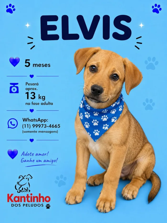 Cachorro raça SRD-ViraLata idade 2 a 6 meses nome Elvis