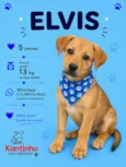 Elvis
