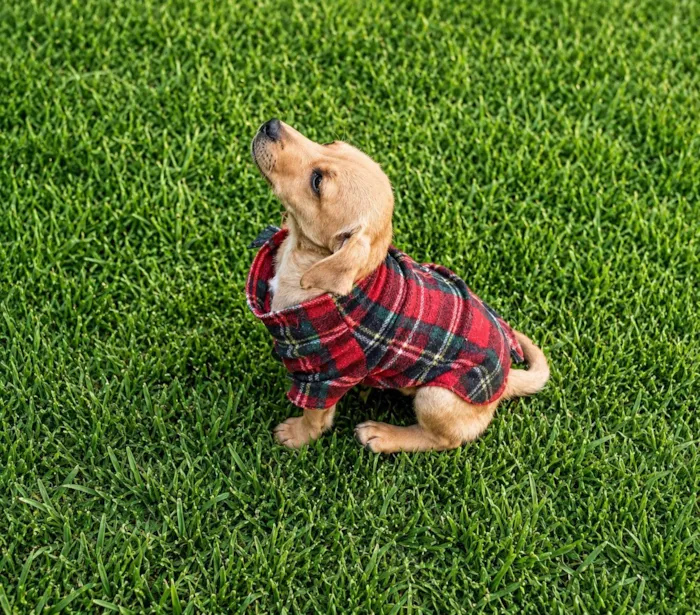 Cachorro raça SRD-ViraLata idade 2 a 6 meses nome Elvis