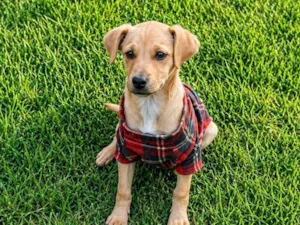 Cachorro raça SRD-ViraLata idade 2 a 6 meses nome Elvis