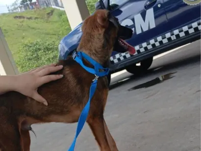Cachorro raça SRD-ViraLata idade 1 ano nome Charlie 