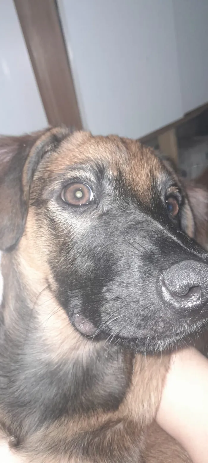Cachorro raça SRD-ViraLata idade 1 ano nome Charlie 