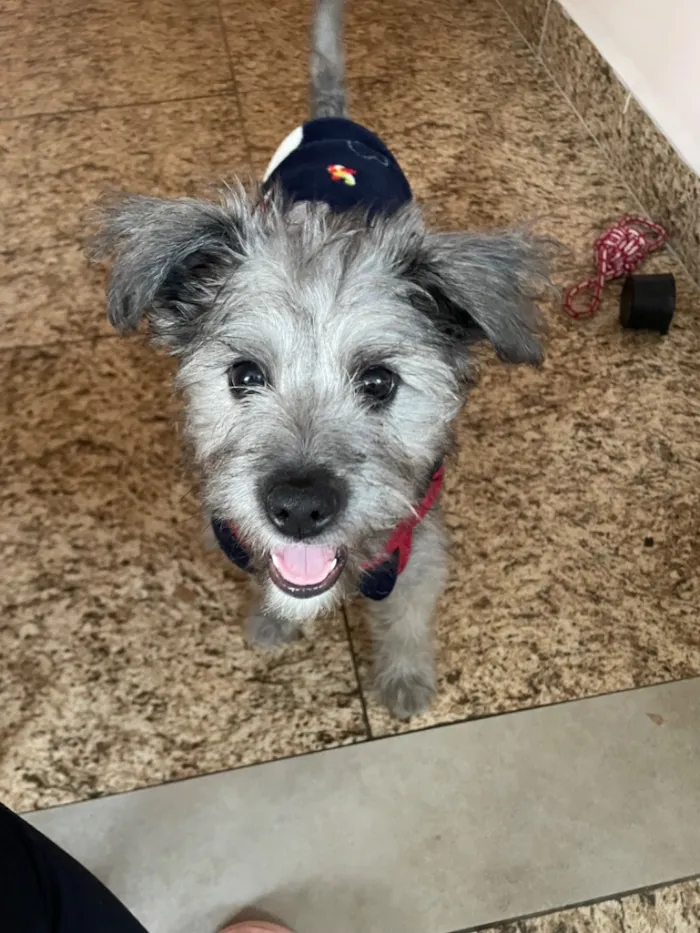 Cachorro raça SRD-ViraLata idade 2 a 6 meses nome ted(provisóriamente kkk)