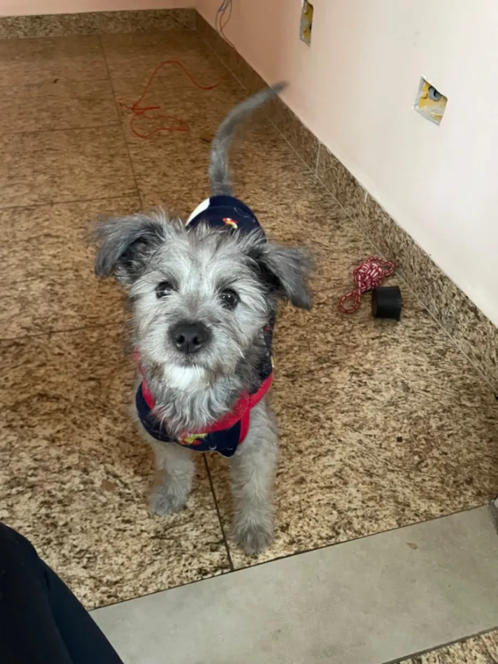 Cachorro raça SRD-ViraLata idade 2 a 6 meses nome ted(provisóriamente kkk)