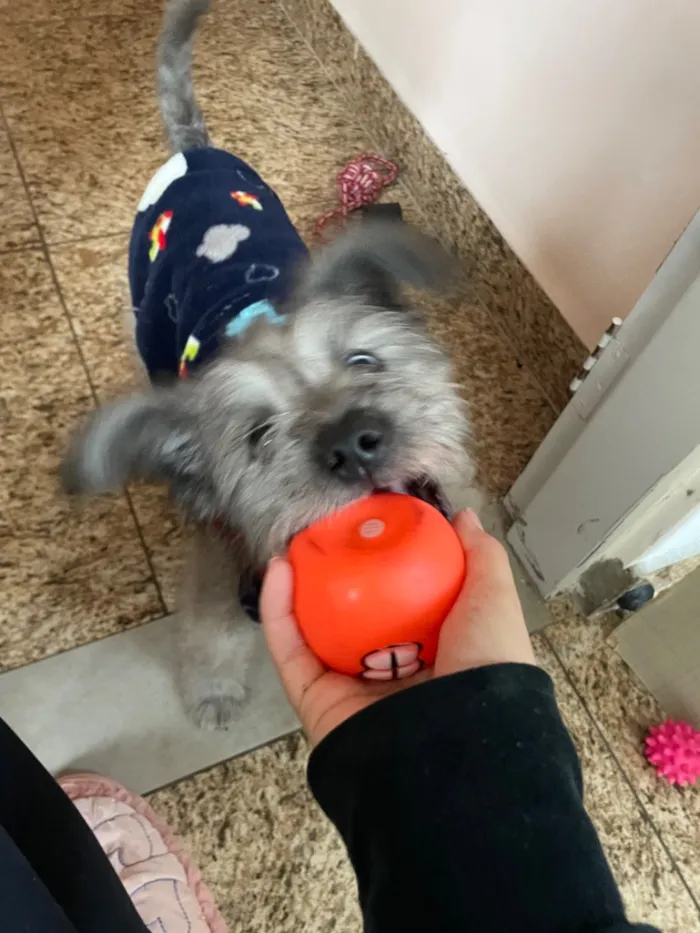 Cachorro raça SRD-ViraLata idade 2 a 6 meses nome ted(provisóriamente kkk)