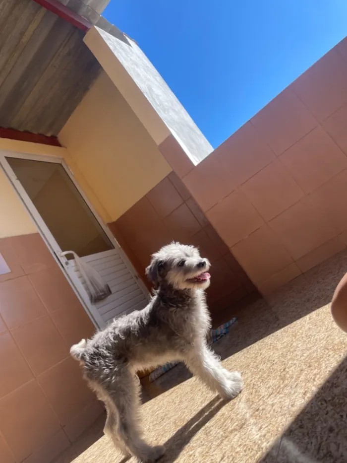 Cachorro raça SRD-ViraLata idade 2 a 6 meses nome ted(provisóriamente kkk)