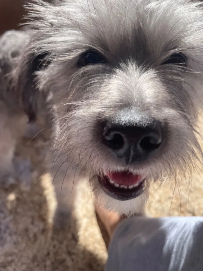 Cachorro raça SRD-ViraLata idade 2 a 6 meses nome ted(provisóriamente kkk)